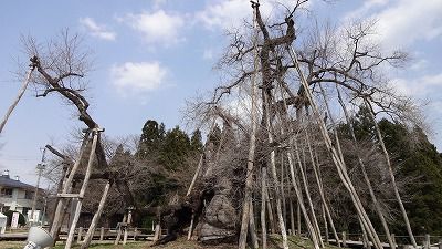 ’13伊佐沢の久保桜開花情報（4月14日）