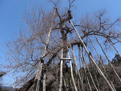 ’13伊佐沢の久保桜開花情報（4月15日）
