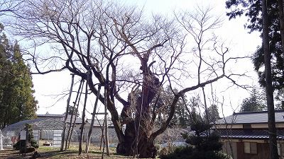 ’13草岡の大明神桜開花情報（4月15日）