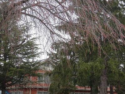 ’13長井小学校の桜開花情報（4月16日）