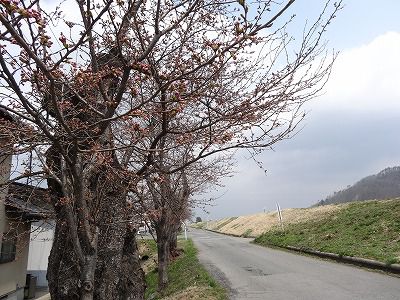 ’13最上川堤防千本桜開花情報（4月17日）