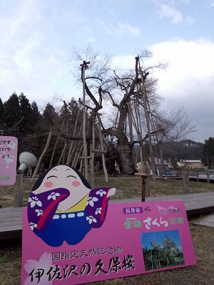 ’13伊佐沢の久保桜開花情報（4月17日）