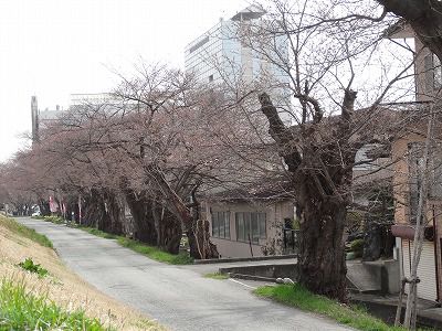 ’13最上川堤防千本桜開花情報（4月18日）