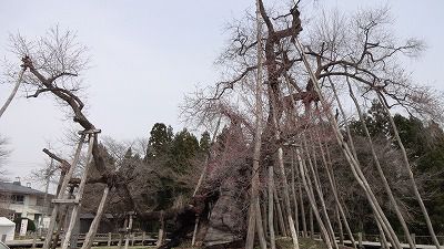 ’13伊佐沢の久保桜開花情報（4月18日）