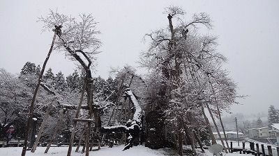 ’13伊佐沢の久保桜開花情報（4月21日）