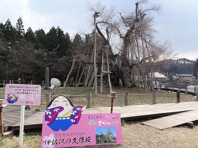 ’13伊佐沢の久保桜開花情報（4月22日）