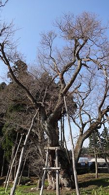 ’13草岡の大明神桜開花情報（4月23日）