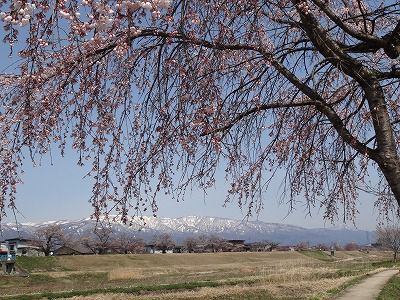 ’13最上川堤防千本桜開花情報（4月23日）