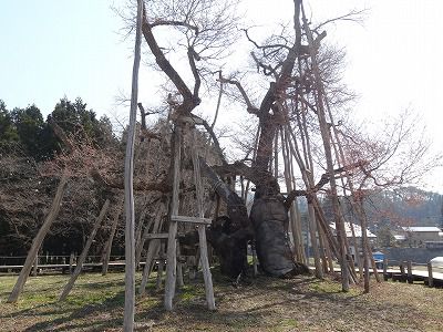 ’13伊佐沢の久保桜開花情報（4月23日）