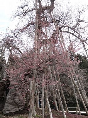 ’13伊佐沢の久保桜開花情報（4月24日）