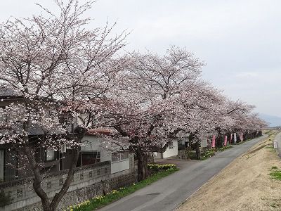 ’13最上川堤防千本桜開花情報（4月24日）