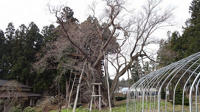 ’13草岡の大明神桜開花情報（4月24日）