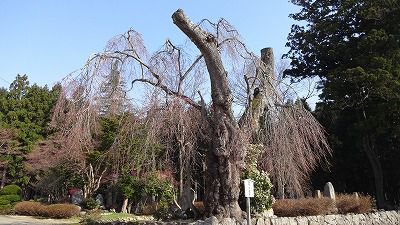 ’13白兎（しろうさぎ）のしだれ桜開花情報（4月23日）