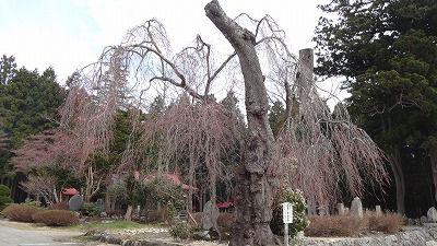’13白兎（しろうさぎ）のしだれ桜開花情報（4月24日）