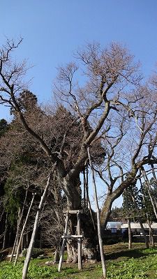 ’13草岡の大明神桜開花情報（4月25日）