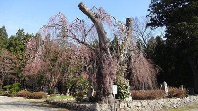 ’13白兎（しろうさぎ）のしだれ桜開花情報（4月25日）