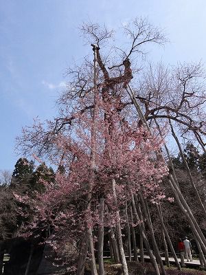 ’13伊佐沢の久保桜開花情報（4月25日）