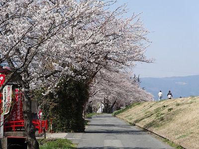 ’13最上川堤防千本桜開花情報（4月25日）
