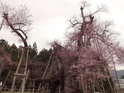 ’13伊佐沢の久保桜開花情報（4月26日）
