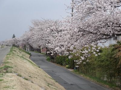 ’13最上川堤防千本桜開花情報（4月26日）