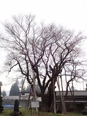 ’13草岡の大明神桜開花情報（4月26日）