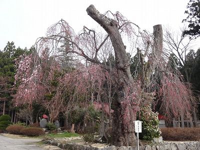 ’13白兎（しろうさぎ）のしだれ桜開花情報（4月26日）