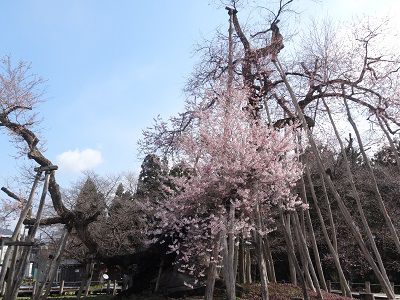 ’13伊佐沢の久保桜開花情報（4月27日）