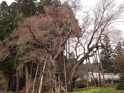 ’13草岡の大明神桜開花情報（4月27日）