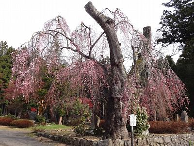 ’13白兎（しろうさぎ）のしだれ桜開花情報（4月27日）