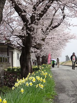 ’13最上川堤防千本桜開花情報（4月27日）