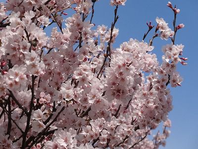 ’13長井市内の桜開花情報（4月27日）