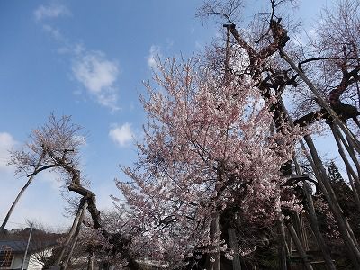 ’13伊佐沢の久保桜開花情報（4月28日）