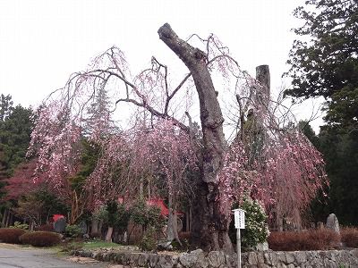 ’13白兎（しろうさぎ）のしだれ桜開花情報（4月28日）