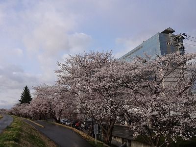 ’13最上川堤防千本桜開花情報（4月28日）