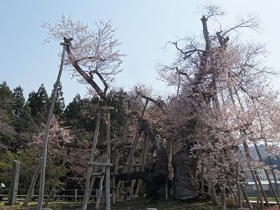 ’13伊佐沢の久保桜開花情報（4月29日）