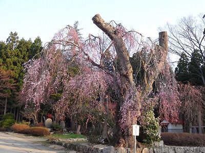 ’13白兎（しろうさぎ）のしだれ桜開花情報（4月29日）
