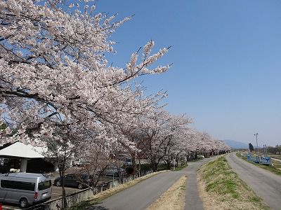 ’13最上川堤防千本桜開花情報（4月29日）