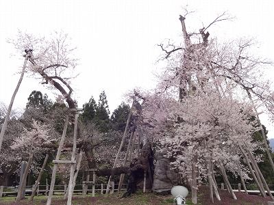 ’13伊佐沢の久保桜開花情報（4月30日）