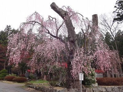 ’13白兎（しろうさぎ）のしだれ桜開花情報（4月30日）