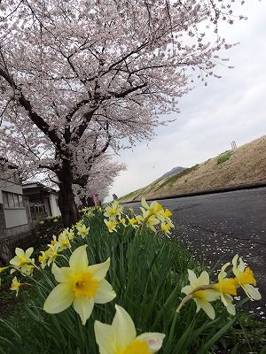 ’13最上川堤防千本桜開花情報（4月30日）