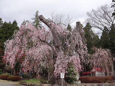 ’13白兎（しろうさぎ）のしだれ桜開花情報（5月1日）