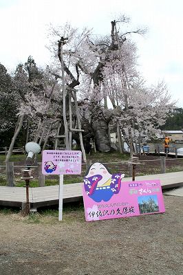 ’13伊佐沢の久保桜開花情報（5月1日）