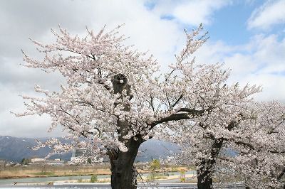 ’13最上川堤防千本桜開花情報（5月1日）
