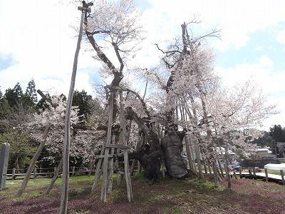 ’13伊佐沢の久保桜開花情報（5月2日）