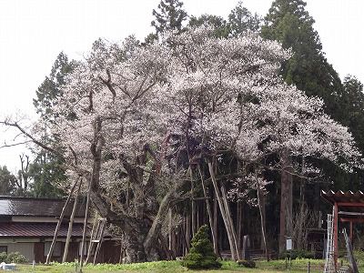 ’13草岡の大明神桜開花情報（5月2日）