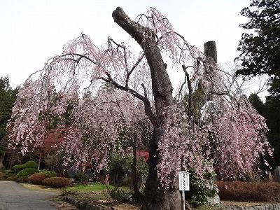 ’13白兎（しろうさぎ）のしだれ桜開花情報（5月2日）