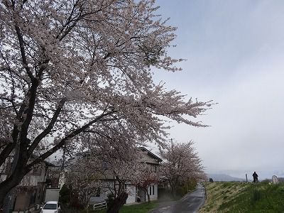 ’13最上川堤防千本桜開花情報（5月2日）