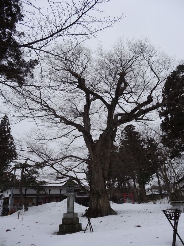 白山神社の大けやき