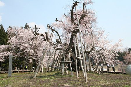 長井市の桜≪伊佐沢の久保桜≫