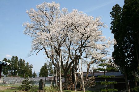 長井市の桜≪草岡の大明神桜≫